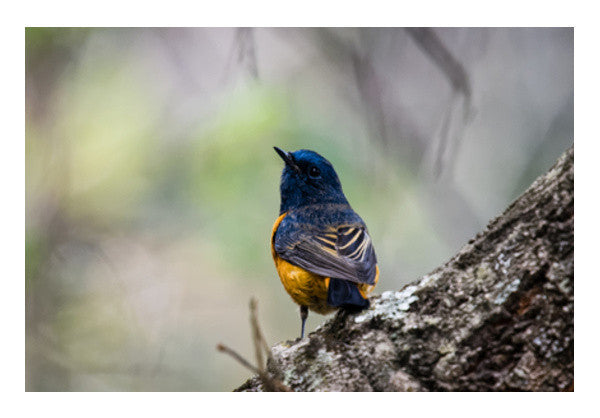 Blue-Fronted Redstart Wall Art