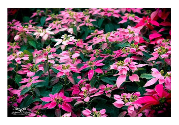 Wall Art, Blossom Flowers Wall Art