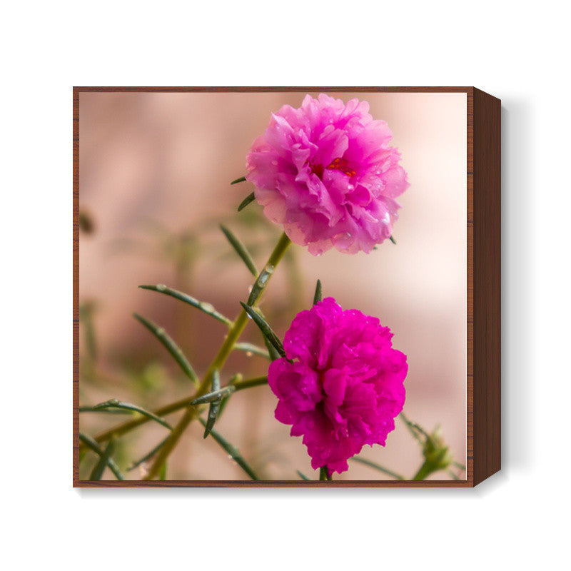 Moss Roses Square Art Prints