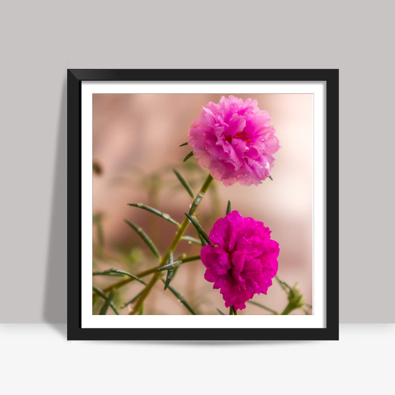 Moss Roses Square Art Prints