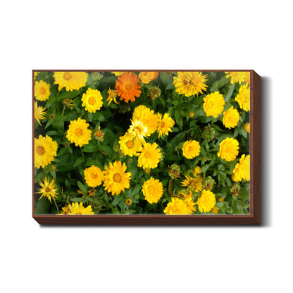 Yellow Calendula Flowers Nature Garden Photography Botanical  Wall Art