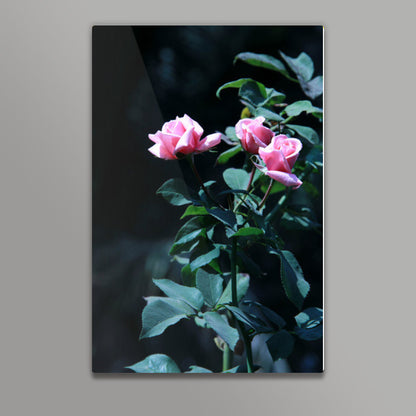 Three Pink Rose Photography Wall Art