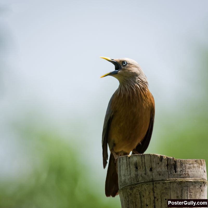 Square Art Prints, Chestnut Tailed Starling Artwork