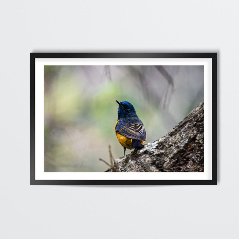 Blue-Fronted Redstart Wall Art