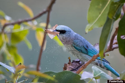 Wall Art, Blue Bird Artwork