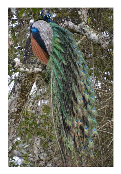 Peacock Wall Art