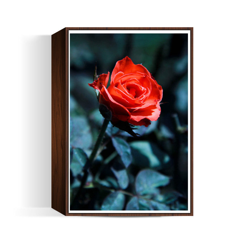 Single Red Rose Photography Wall Art