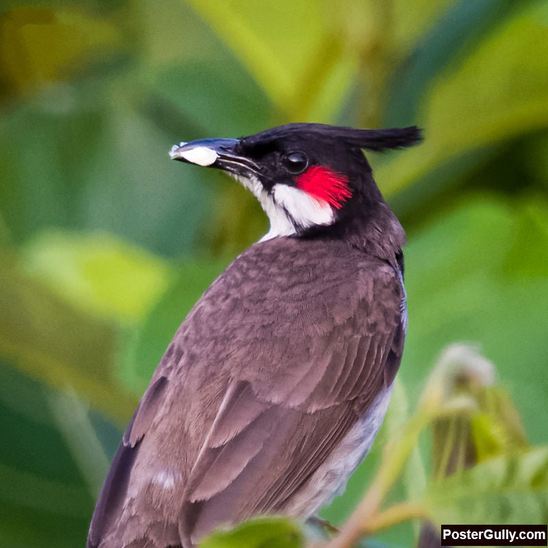 Square Art Prints, Red Whiskered Bulbul Artwork