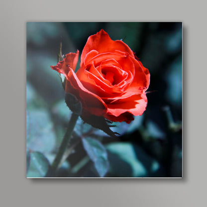 Single Red Rose Photography Square Art Prints