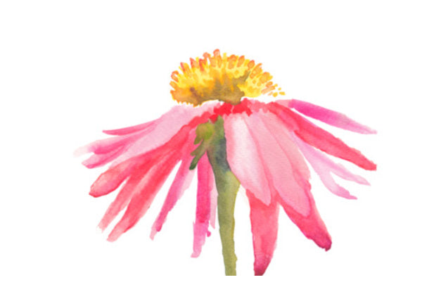 Pink Daisy Wall Art