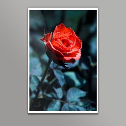 Single Red Rose Photography Wall Art