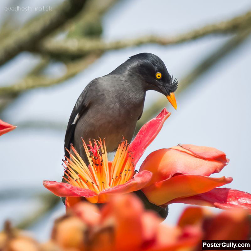 Square Art Prints, Silk Cotton Mynah #2 Artwork