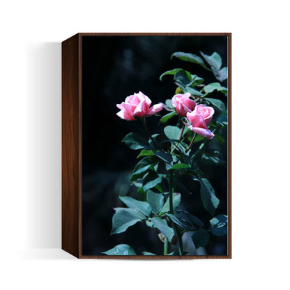 Three Pink Rose Photography Wall Art