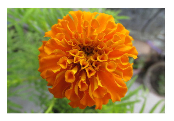 Marigold 1 Wall Art