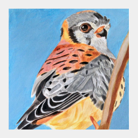 Square Art Prints, Kestrel Bird Square Artwork