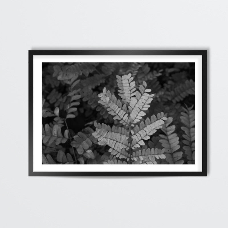 Fronds In Monochrome Wall Art