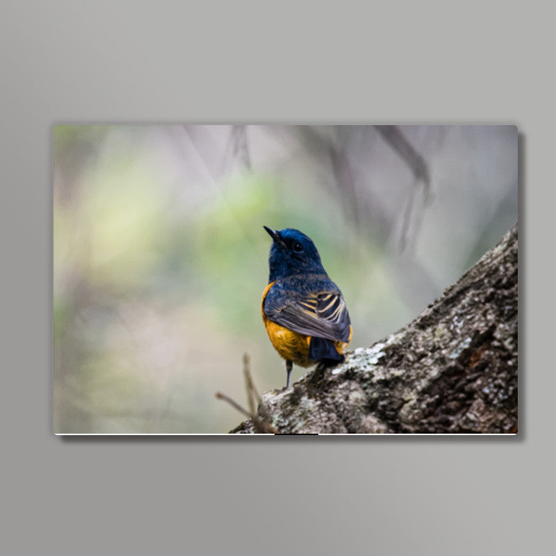 Blue-Fronted Redstart Wall Art