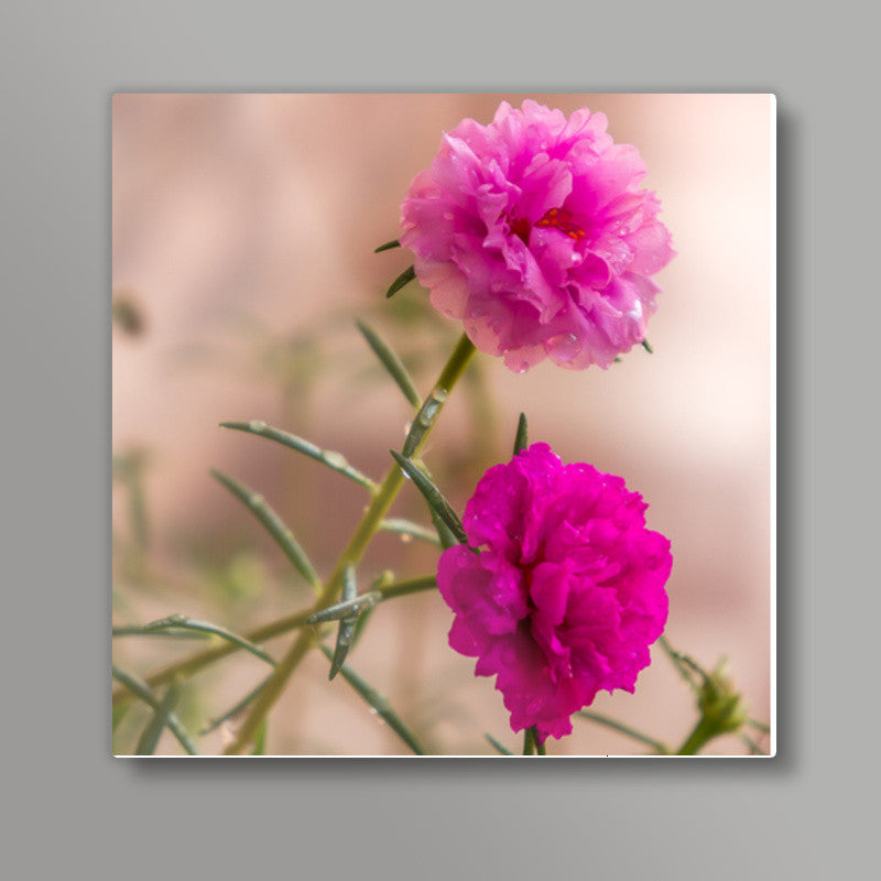 Moss Roses Square Art Prints