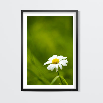 Daisy Wall Art