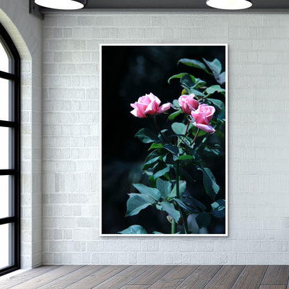 Three Pink Rose Photography Wall Art