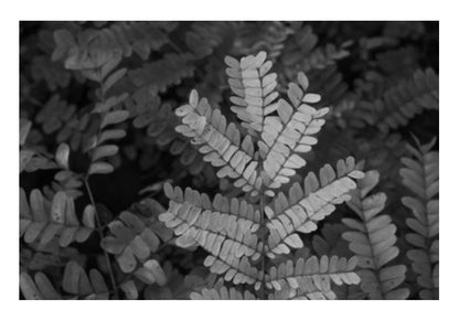 Fronds In Monochrome Wall Art