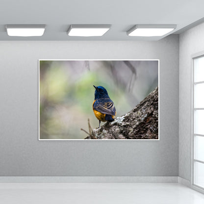 Blue-Fronted Redstart Wall Art