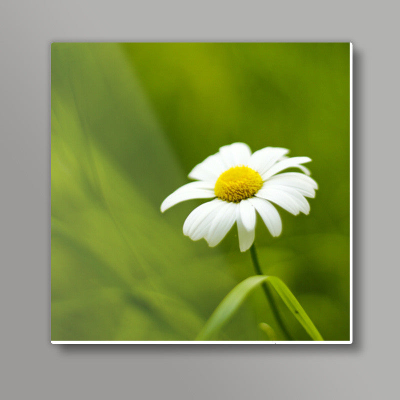 Daisy Square Art Prints