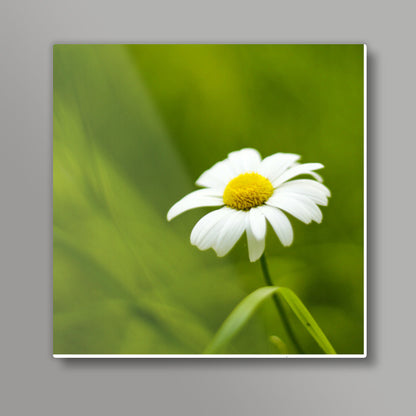 Daisy Square Art Prints