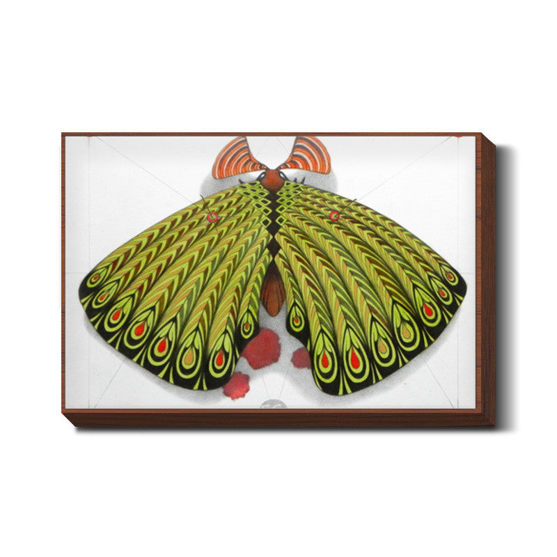 green moth Wall Art