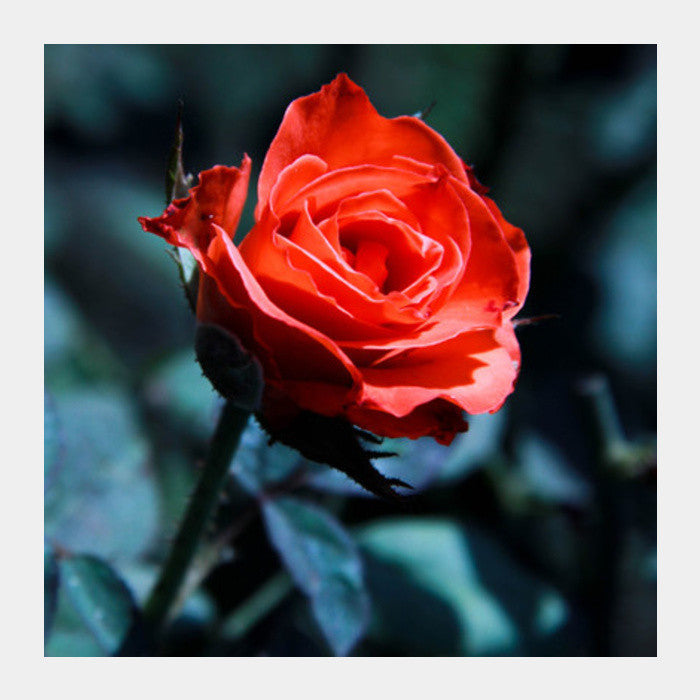 Single Red Rose Photography Square Art Prints