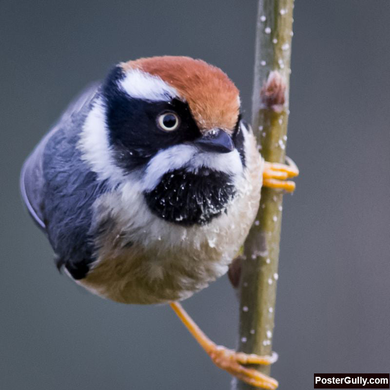 Square Art Prints, Black Throated Tit Artwork