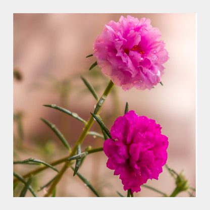 Square Art Prints, Moss Roses Square Art Prints