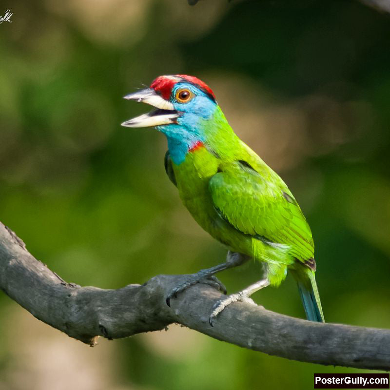 Square Art Prints, Blue Throated Barbet Artwork