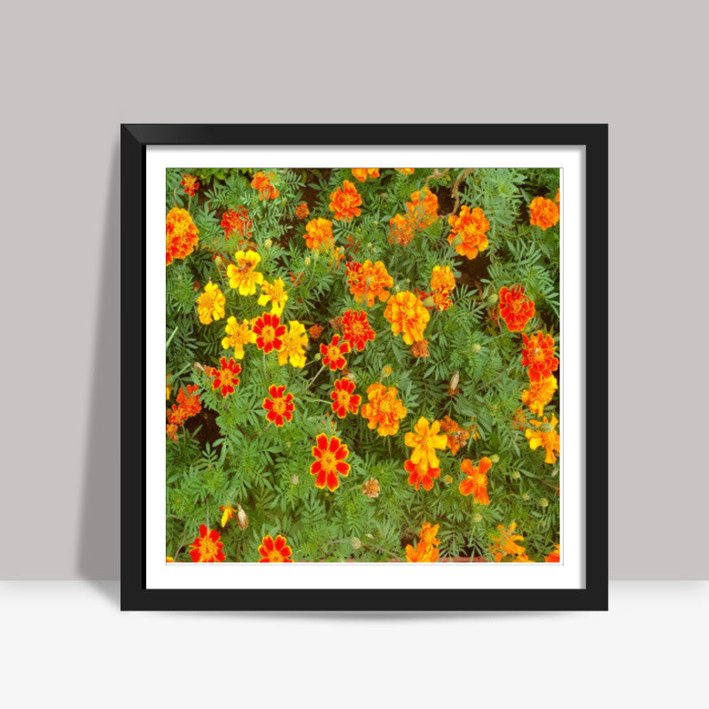 Bright Marigold Spring Flowers Nature Photography Floral Background Art Print Square Art Prints