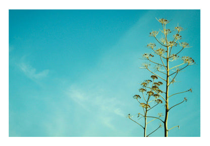 Fern in the Turkish sky 2 Wall Art