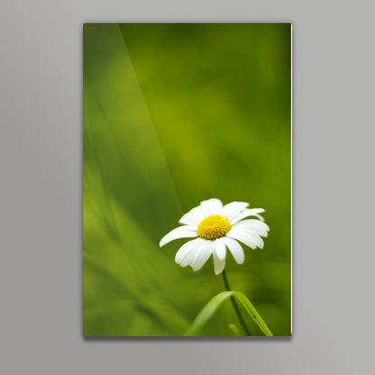 Daisy Wall Art