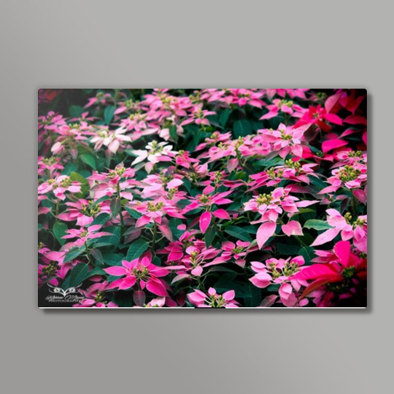 Blossom Flowers Wall Art