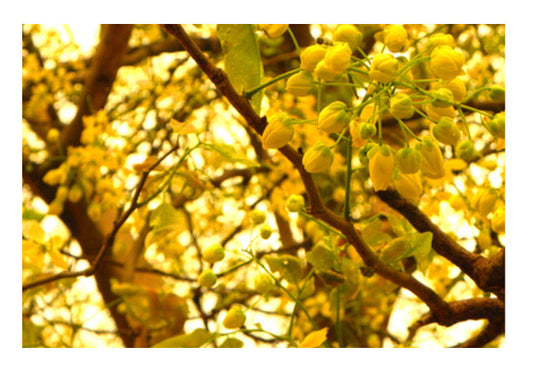 Wall Art, blossom Wall Art