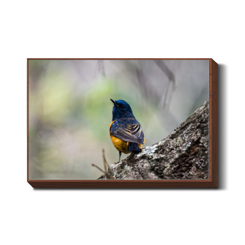 Blue-Fronted Redstart Wall Art