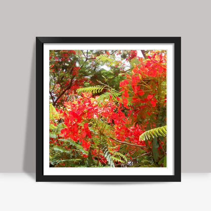 Beautiful Gulmohar Flowers Spring Floral Photography Square Art Prints