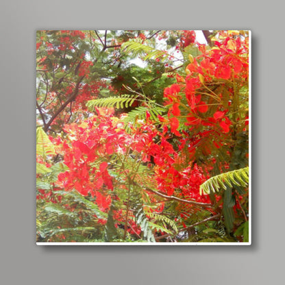 Beautiful Gulmohar Flowers Spring Floral Photography Square Art Prints