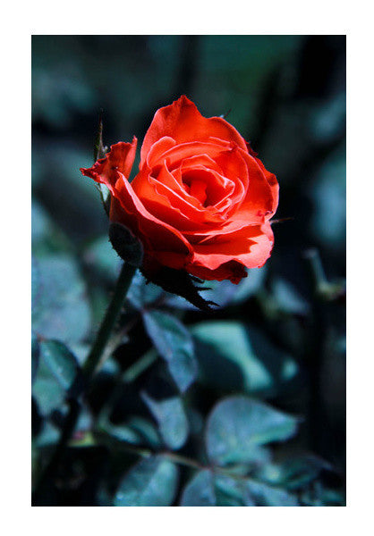 Single Red Rose Photography Wall Art