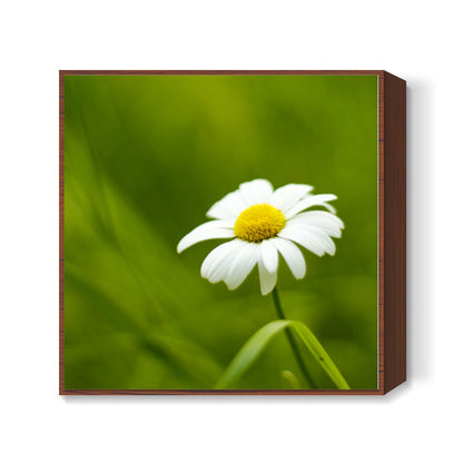 Daisy Square Art Prints