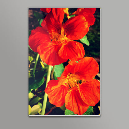 Beautiful Orange Flowers Wall Art