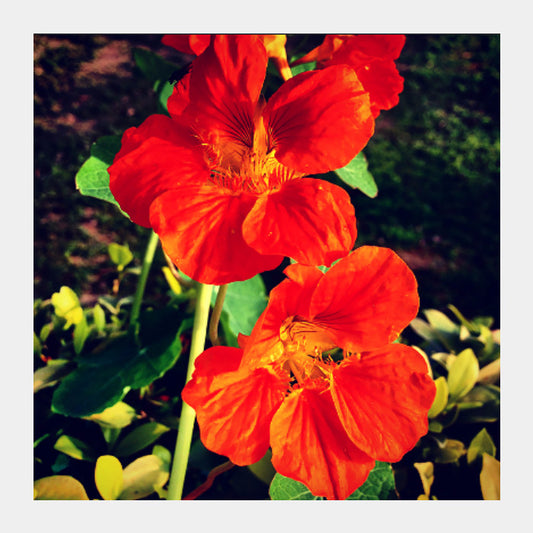 Square Art Prints, Beautiful Orange Flowers Square Art