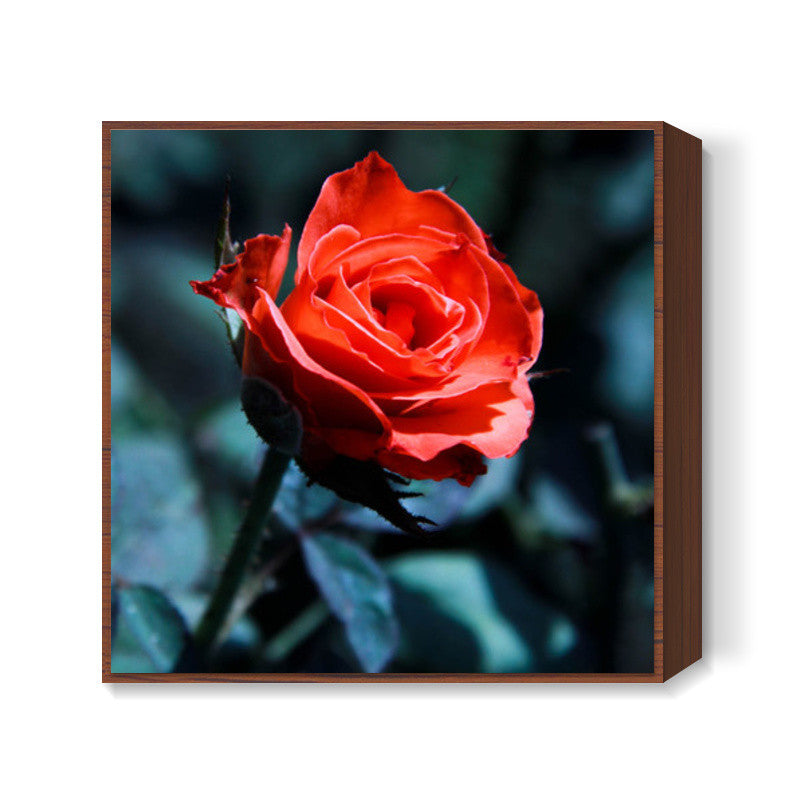 Single Red Rose Photography Square Art Prints